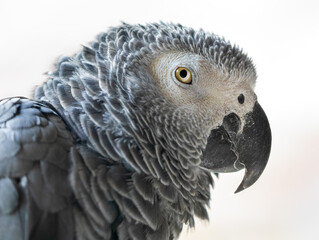 Close-up view of an African grey parrot (Psittacus erithacus)