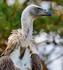 Close-up view of a White-backed vulture (Gyps africanus)