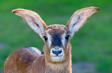 Frontal close up of a young Roan Antelope (Hippotragus equinus)