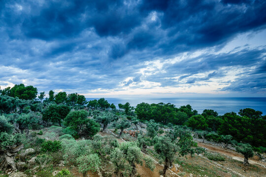 olivar,Deia. Sierra de Tramuntana. Mallorca. Islas Baleares. Spain