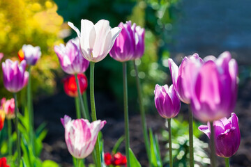 White-pink tulip flower illuminated by sunlight. Soft selective focus, tulip close-up. Tulip photo background. Group of colorful tulips.