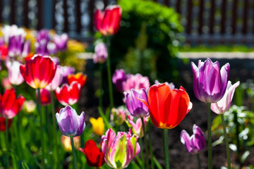 Bright colorful multi-colored yellow, white, red, purple, pink blooming tulips in spring on a flower bed in the garden. Spring floral background.