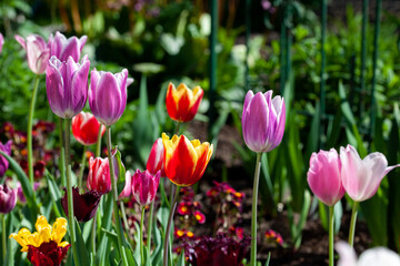 Bright colorful multi-colored yellow, white, red, purple, pink blooming tulips in spring on a flower bed in the garden. Spring floral background.