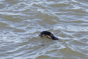 Fototapeta premium Impressionen der Nordseeküste