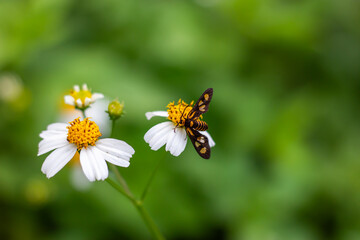 Amata huebneri moth - beautiful tiger moth from southeast asia, singapore and australia is on the flower