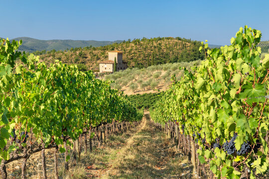 Vineyards near Radda in Chianti, Chianti, Firenze District, Tuscany, Italy