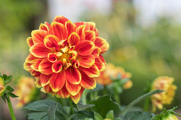 Close up of a red and yellow dahlia bloom in a garden