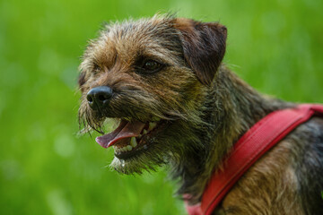Border terrier dog in a spring meadow