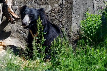Wild black bear sitting in the sun to warm in autumn, Sofia, Bulgaria  