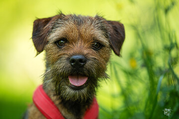 Border terrier dog in a spring meadow - 513766469