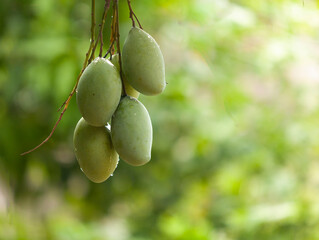 Bunch of green Thai mango, Mango tropical fruit hanging on tree with green leaves and beautiful sunset at farm background. Mango product season concept.