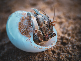 Hermit Crab on Tropical Beach Sand – Close-up of a Small Marine Creature in Natural Light