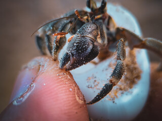close up of a hermit crab