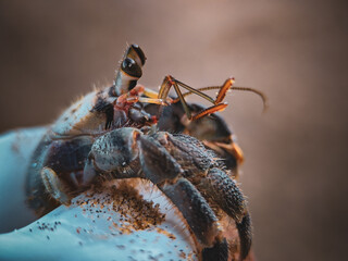 close up of a hermit crab
