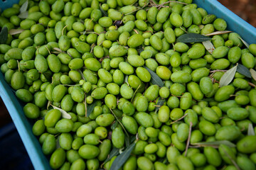 Recogida de la aceituna. Alqueria Blanca. Bunyola.Tramuntana.Mallorca.Illes Balears.España.