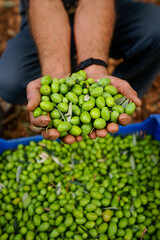 Recogida de la aceituna. Alqueria Blanca. Bunyola.Tramuntana.Mallorca.Illes Balears.España.