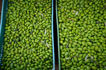 Recogida de la aceituna. Alqueria Blanca. Bunyola.Tramuntana.Mallorca.Illes Balears.España.