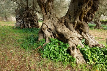 Olivar , Sa Bassa.Bunyola.Sierra de Tramuntana.Mallorca.Islas Baleares. España.