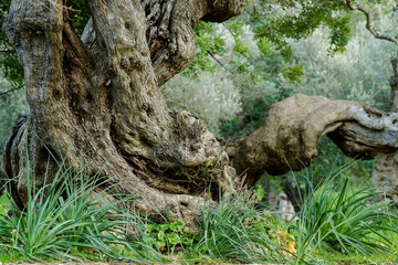 Olivar , Sa Bassa.Bunyola.Sierra de Tramuntana.Mallorca.Islas Baleares. España.