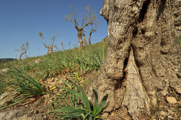 Olivar del Pla Del Bosc De Son Palou.Valle de Orient. Bunyola.Mallorca.Islas Baleares. Spain.