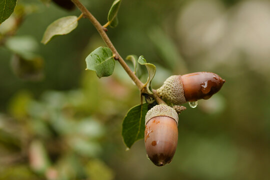 Bellotas. Bunyola.Tramuntana.Mallorca.Illes Balears.Espa&ntilde;a.