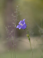Obraz na płótnie Canvas Sommerblumen Wiese bunt, wilde blaue Glockenblumen blühen
