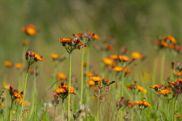 Sommerblumen Wiese bunt