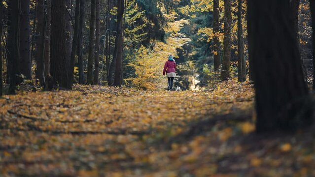 A woman walks with a small white dog on the trail in the autumn forest. Slow-motion, pan follow. Rearview.