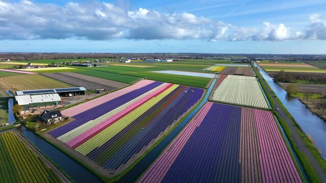 Landscape aerial of bollensteek, the netherlands. Tulip fields. 