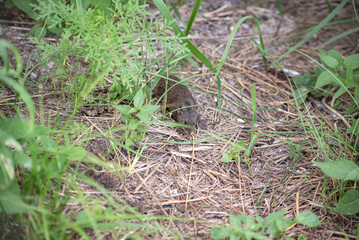 Naklejka na ściany i meble a small wild mouse in the forest crawls among the grass
