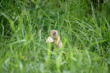 Naklejka na ściany i meble a small young ground squirrel is sitting in the tall green grass and eating an apple
