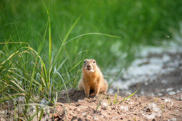 Naklejka na ściany i meble wildlife. a cute little gopher is sitting in the grass and fluff next to his home