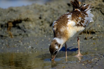 Seagull