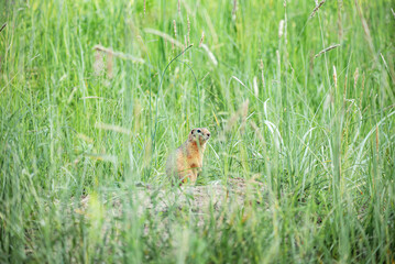 Naklejka na ściany i meble an adult wild ground squirrel sits among the tall grass