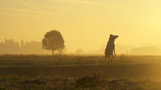 horses running and playing through the early morning mist, sunrise. 
