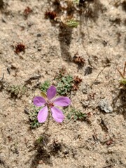flower in the garden