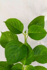 bouquet of hydrangeas on white background with natural light