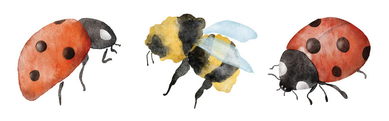 Watercolor ladybugs and bumblebee illustration hand drawn set