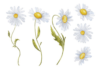Watercolor chamomile flowers hand drawn illustration