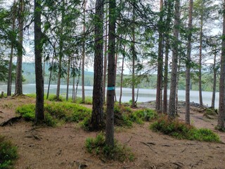 trees in the woods