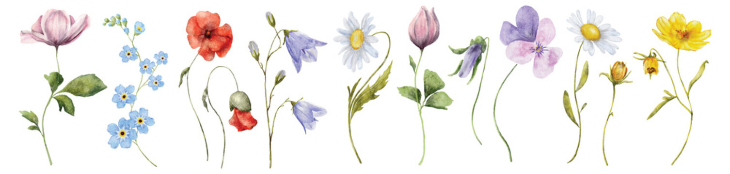 wild flowers watercolor set. botanical hand drawn illustration