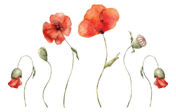 Watercolor red poppy flowers hand drawn illustration