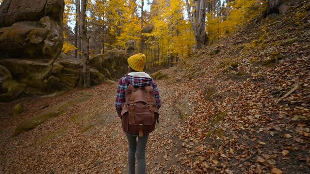 slow motion wide angle footage woman hipster traveler hikes in woods with yellow foliage in Ukraine. female hiker with backpack in wonderful autumn forest with big mossy stones. Tustan national park