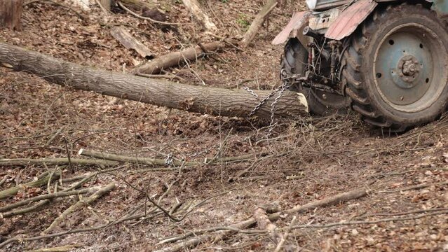 Skidder pulling logs on wood storage in forest. Spring has come in mountains after winter and heavy tracked tractors are pulling large tree trunks through mud.