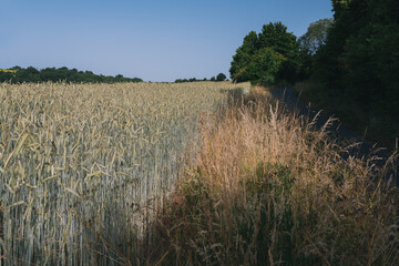 Getreidefelder Blüten nahe Marburg