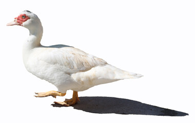 white mute goose backyard bird-