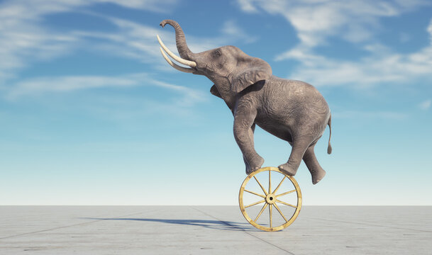  Elephant dancing on a wheel.