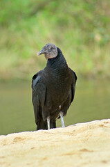 Black vulture on sand beach, over river. Pauba beach, Brazil