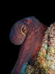 Close with octopus in Reunion island