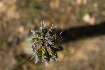 Old cactus in natural environment, top view